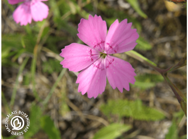 Dianthus deltoides